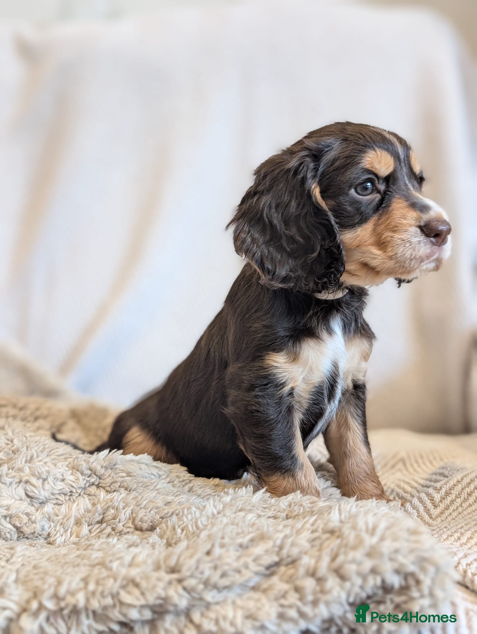 Cocker Spaniel dogs Beautiful Working type Cocker Spaniel Puppies - Advert 2
