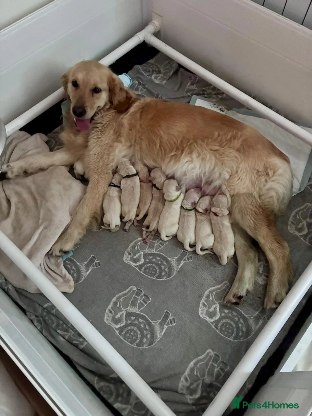 Golden Retriever dogs for sale: Golden retriever puppies - Advert 1