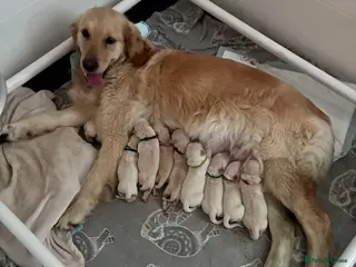 Golden Retriever dogs Golden retriever puppies - Advert 1