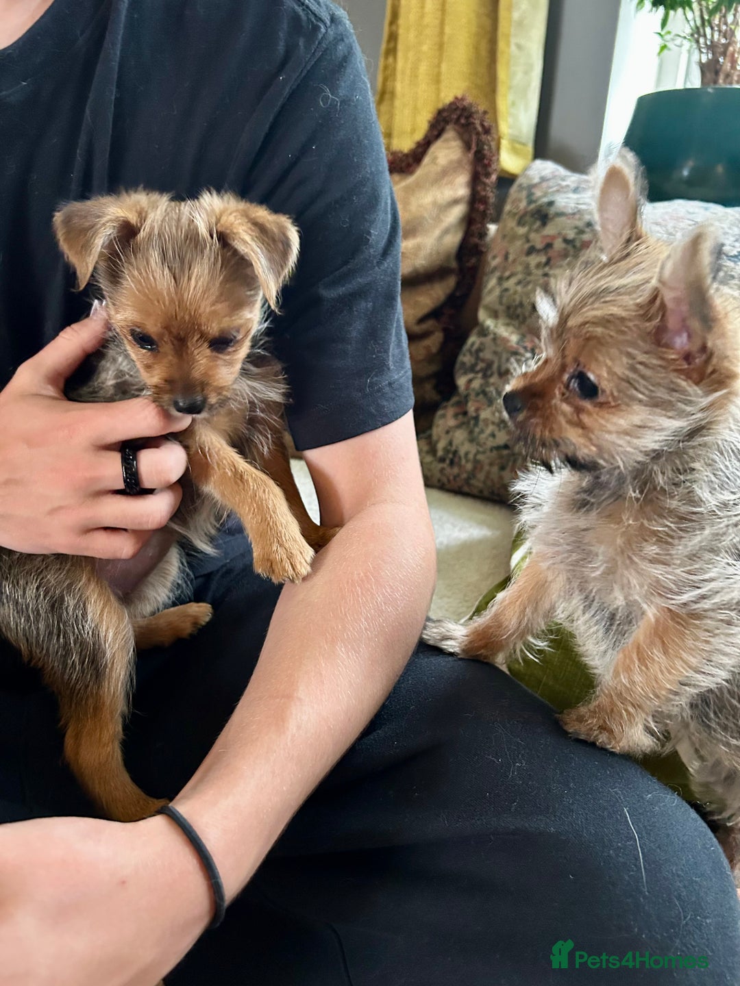 Mixed Breed dogs for sale: Healthy happy puppies Pomeranian Yorkshire Terrier - Image 5