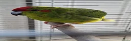 Parakeets birds for sale: Kakariki Male Hand Reared in Grimsby - Advert 3