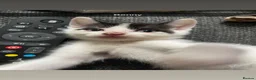 Domestic Shorthair cats for sale: Beautiful playful loving kittens  in Wolverhampton - Advert 13