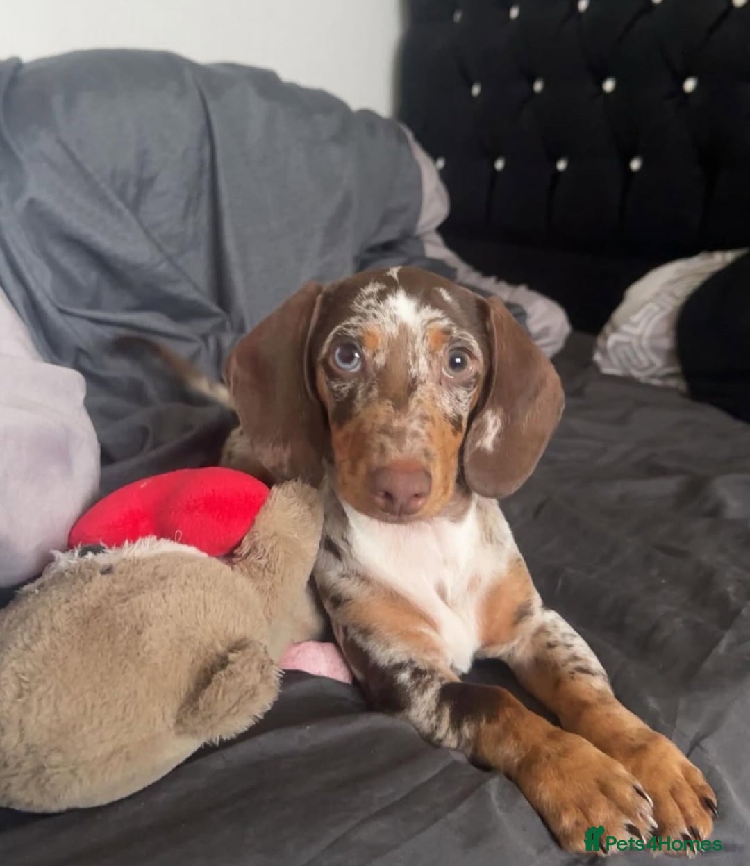 Dachshund dogs for sale: Miniature Dachshund  - Image 6
