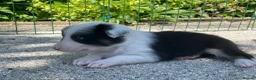 Border Collie dogs for sale: Border Collie Puppies  - Advert 22