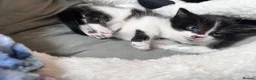 Mixed Breed cats for sale: Beautiful 8week old kittens  - Advert 33
