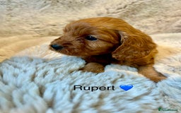 Cavapoo dogs for sale: F1 CAVAPOO BABIES 5🌟LICENSED BREEDER  - Image 7