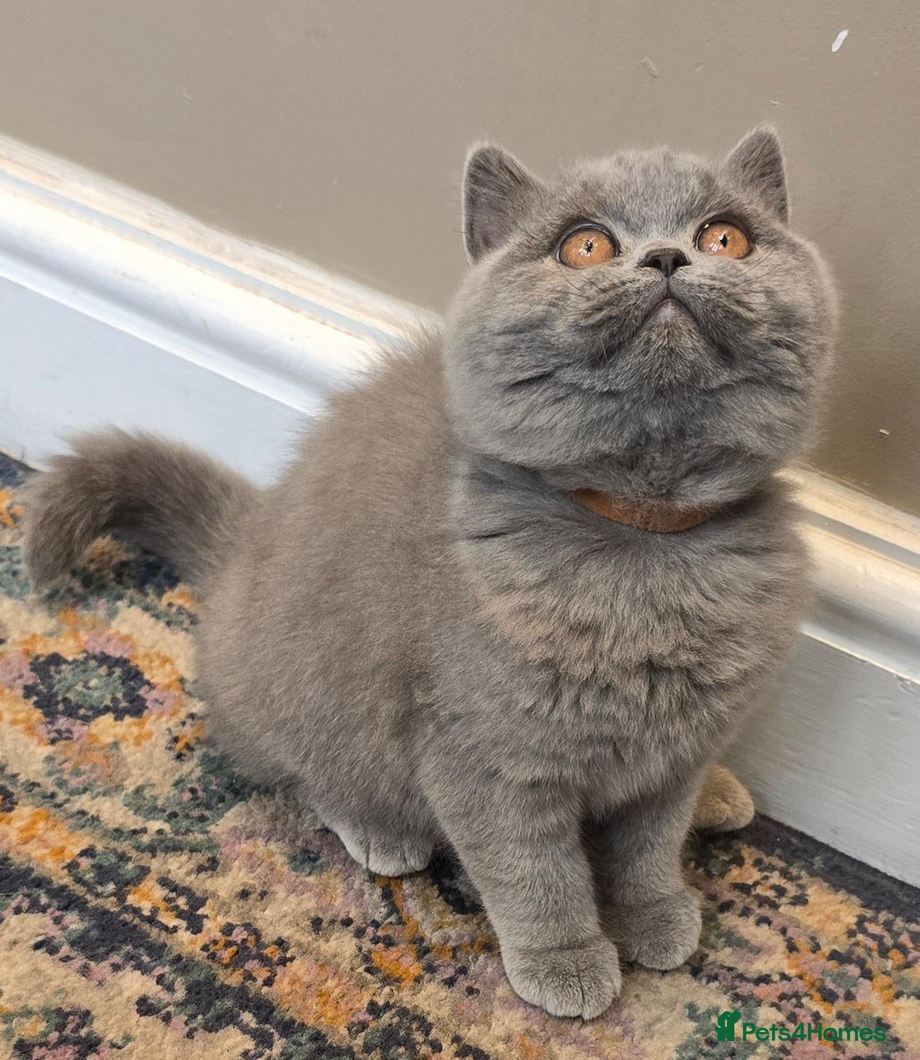 British Shorthair cats Stunning Teddy Bear British Short Hair Kittens - Advert 2