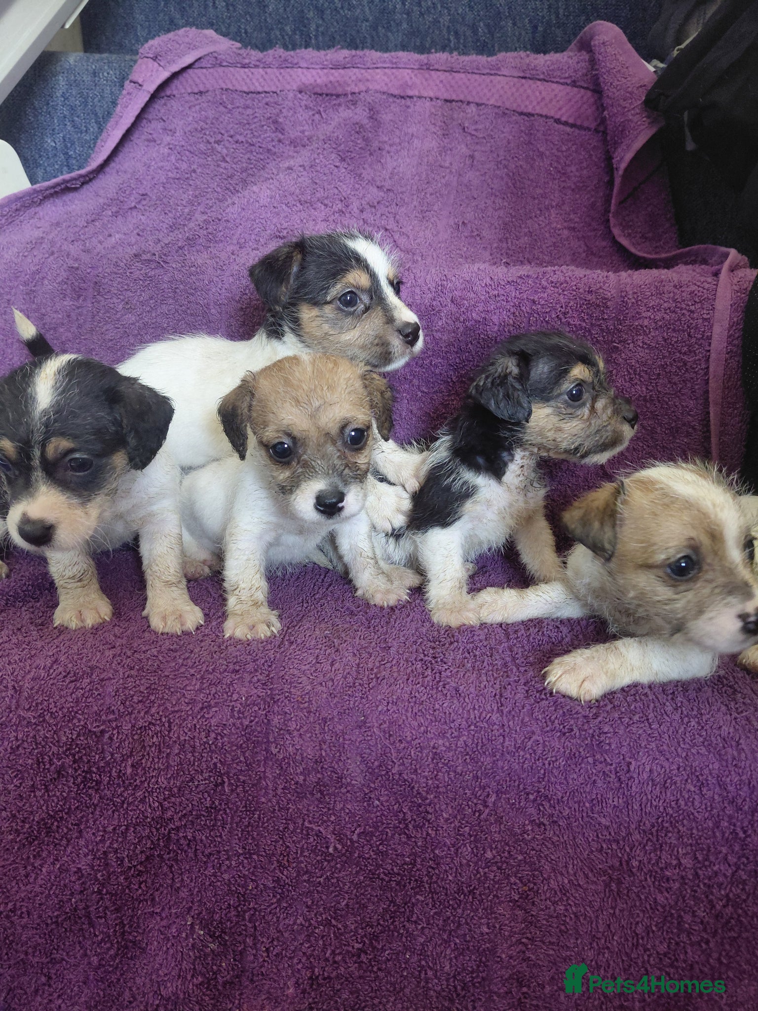 Jack Russell dogs Jack Russell puppies, full pedigree  - Advert 1
