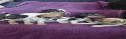 Jack Russell dogs for sale: Jack Russell puppies, full pedigree  - Advert 1