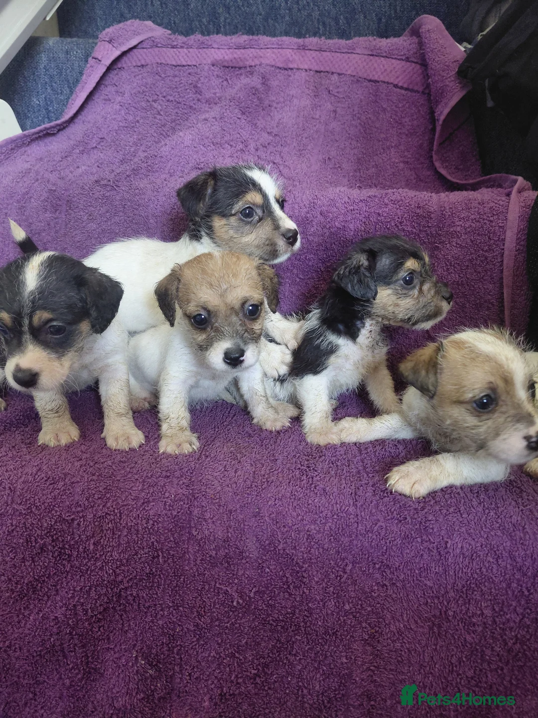 Jack Russell dogs for sale: Jack Russell puppies, full pedigree  - Advert 1