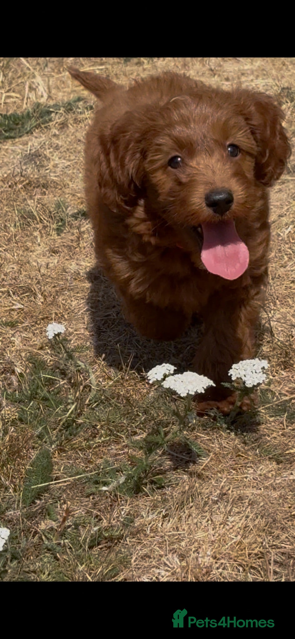 Cockapoo dogs Adorable cockapoo (2 available) - Advert 1