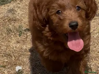 Cockapoo dogs Adorable cockapoo (2 available) - Advert 1
