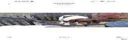English Springer Spaniel dogs for sale: 3 Month old Springer Spaniel Male  in Airdrie - Advert 3