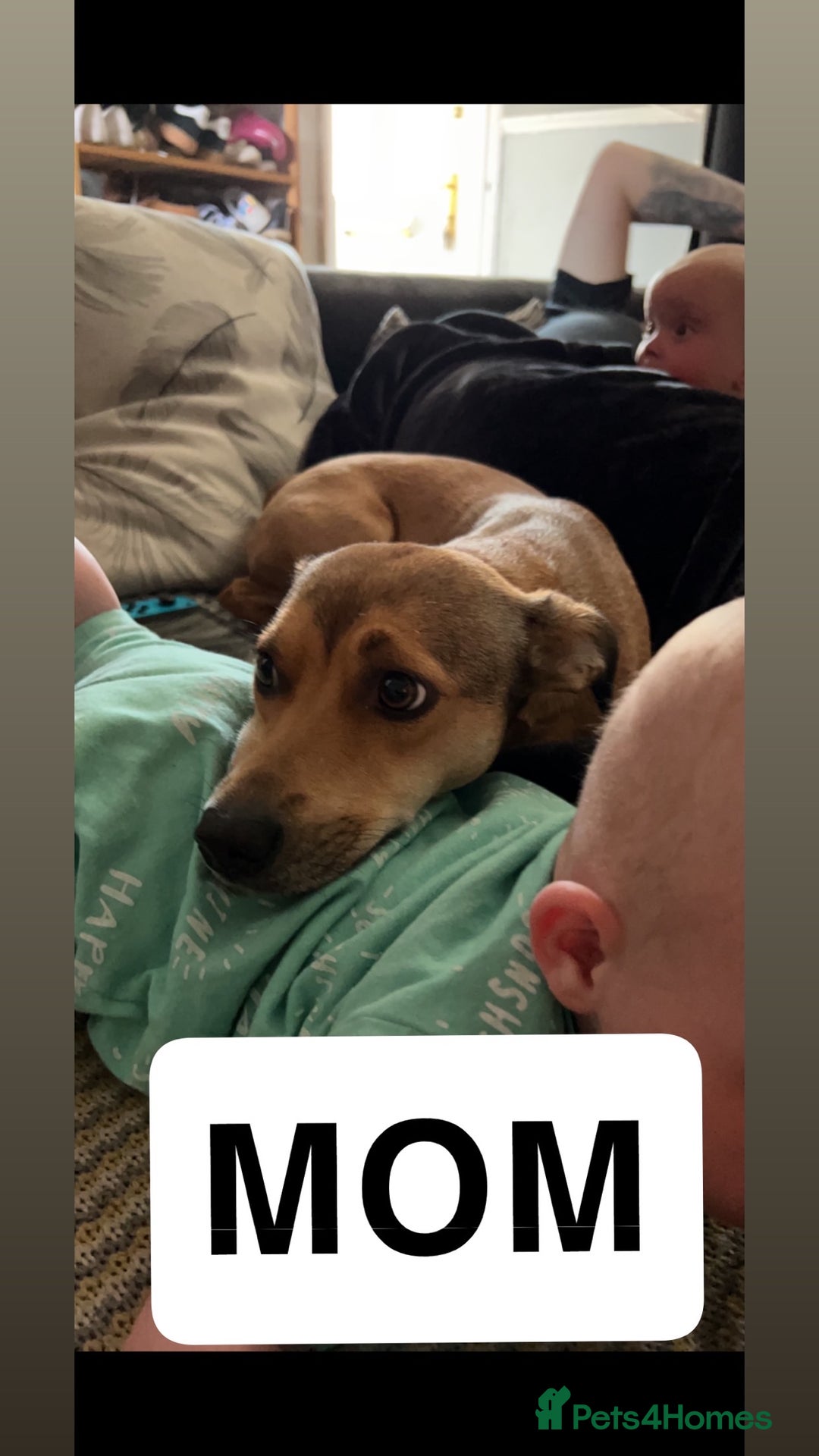 Mixed Breed dogs for sale: Staffy mixed breed pups  - Advert 9