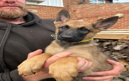 Mixed Breed dogs for sale: Czech shepherd x Belgium malinois - Image 14