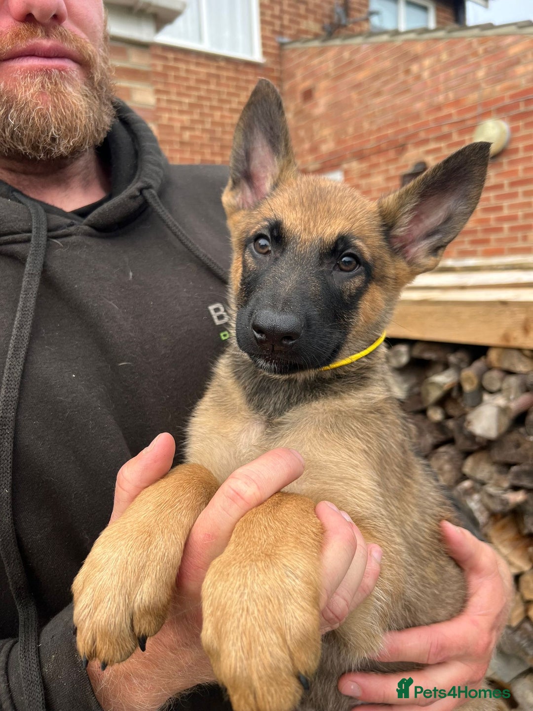 Mixed Breed dogs for sale: Czech shepherd x Belgium malinois - Image 14