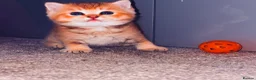British Shorthair cats for sale: 🌟 Exceptional GCCF Register BSH Golden Kittens 🌟 - Advert 9