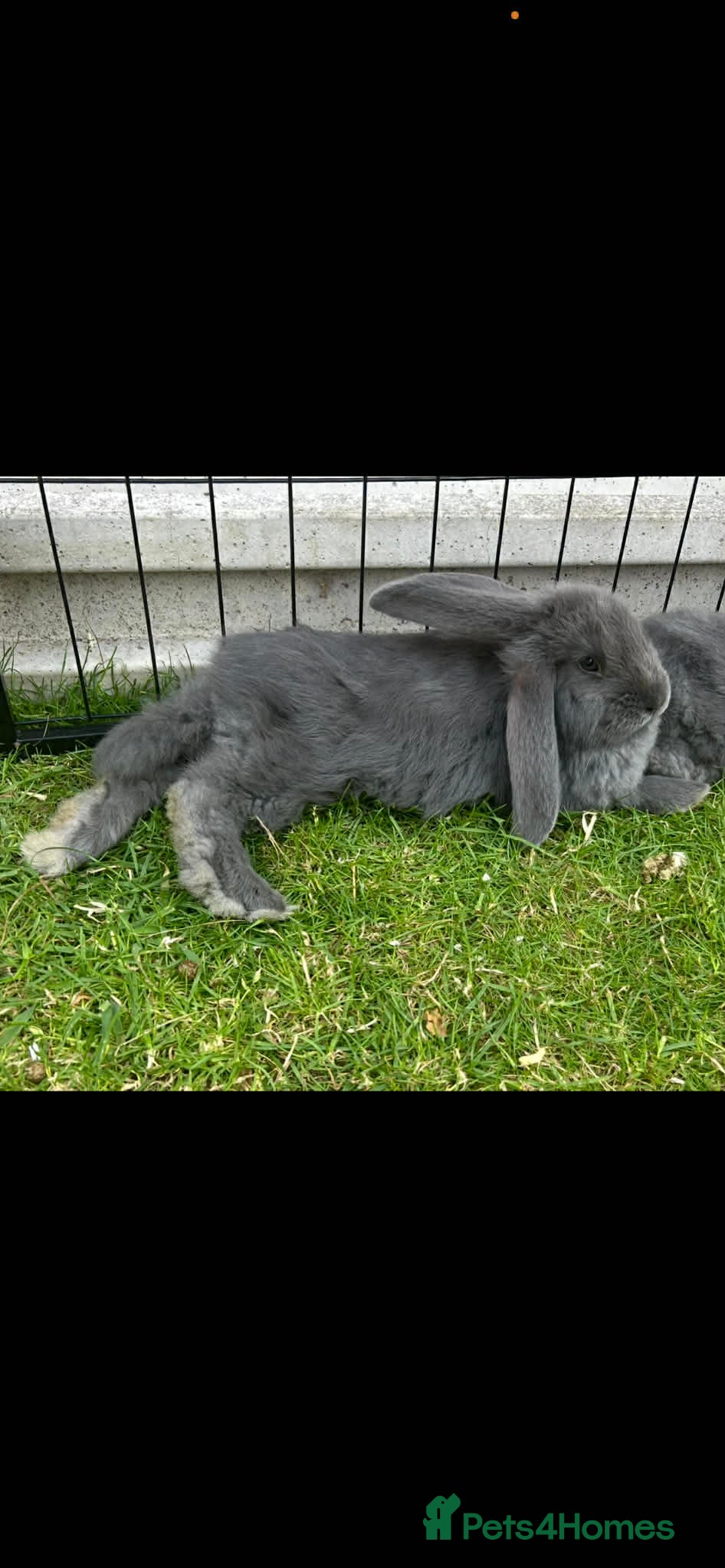 French Lop rabbits French lops - Advert 1