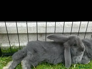French Lop rabbits French lops - Advert 3