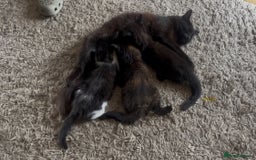 Mixed Breed cats for sale: Beautiful long haired kittens  - Image 4