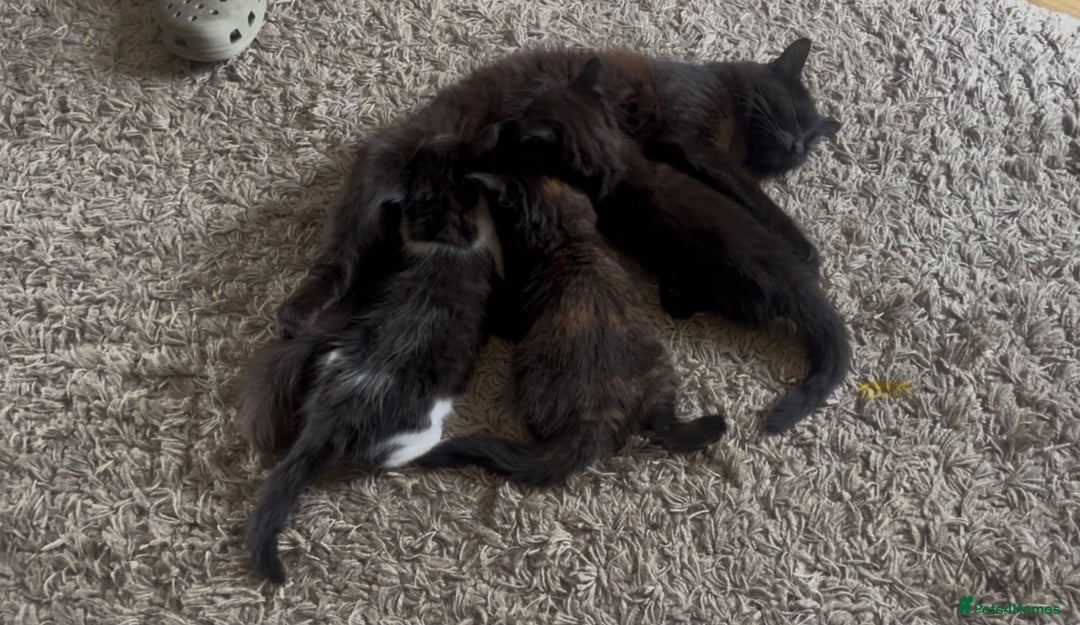 Mixed Breed cats for sale: Beautiful long haired kittens  - Image 4