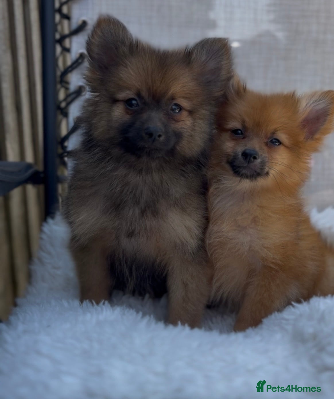 Pomeranian dogs 🧸 Teddy Bears 🧸 Tiny Pom babies  - Advert 1