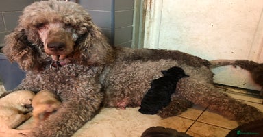 Labradoodle dogs - Advert 8