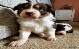 Border Collie dogs for sale: Red & White Tri border collie puppies  - Image 11