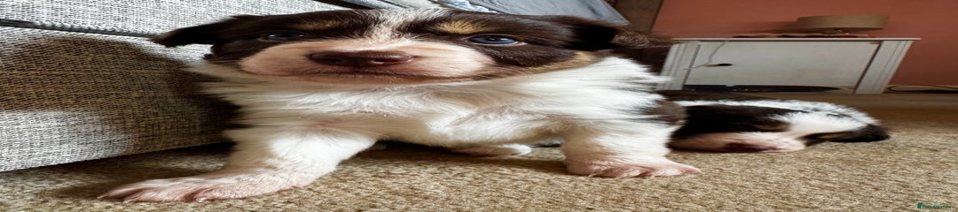 Border Collie Puppy 5