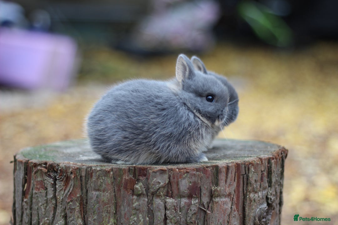 Netherland Dwarf rabbits for sale: Real Netherland Dwarf High Quality Babies  - Image 10