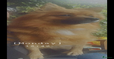 German Spitz dogs - Advert 3