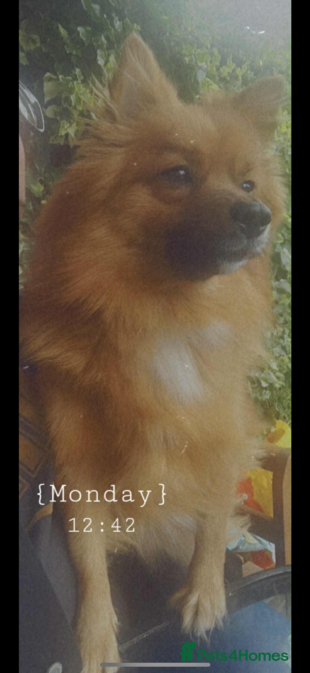 German Spitz dogs for sale: German spitz - Image 6