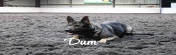 German Shepherd dogs for sale: German shepherd puppy  - Advert 3