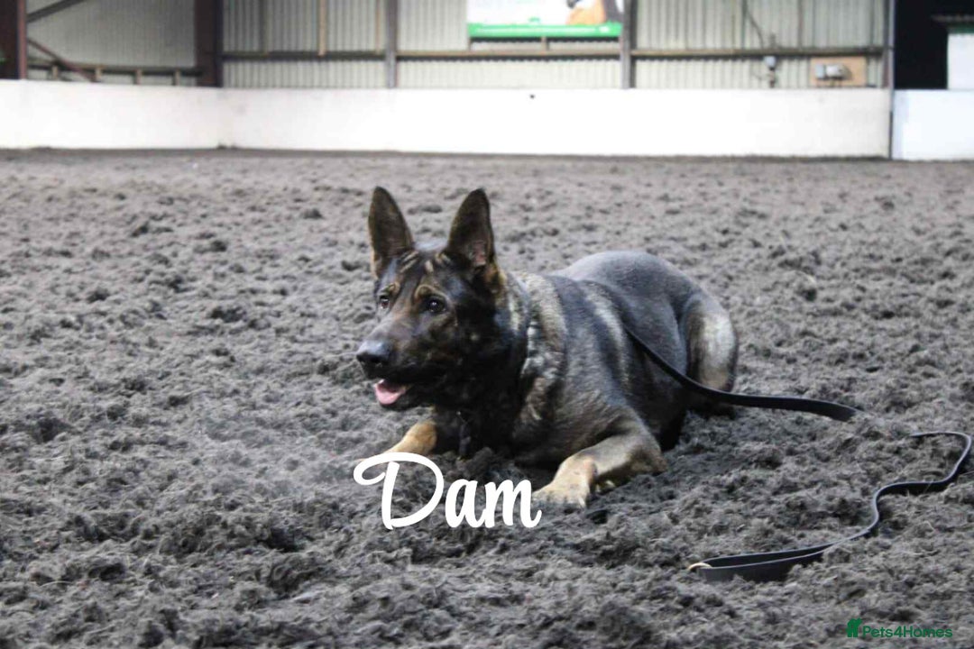 German Shepherd dogs for sale: German shepherd puppy  - Advert 3