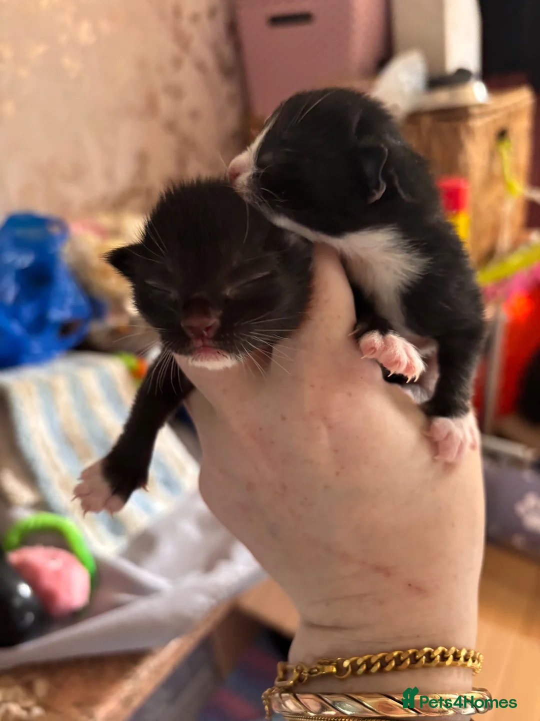 Mixed Breed cats for sale: Most loveable kittens  in Nottingham - Advert 2