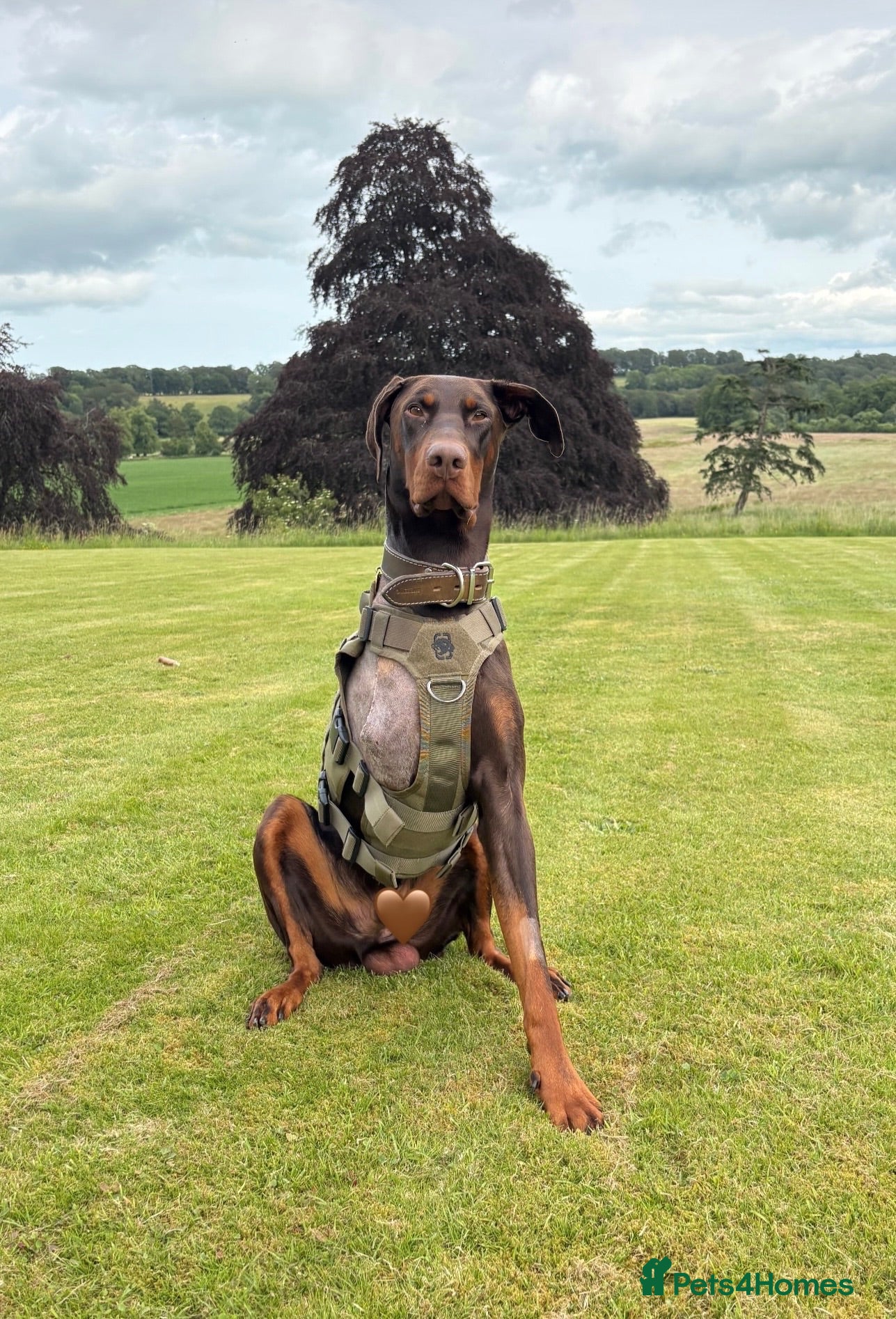 Dobermann dogs Male Doberman For Rehoming (tripod)  - Advert 12