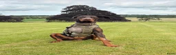 Dobermann dogs for sale: Male Doberman For Rehoming (tripod)  - Advert 1