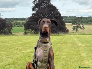 Dobermann dogs Male Doberman For Rehoming (tripod) - Advert 6