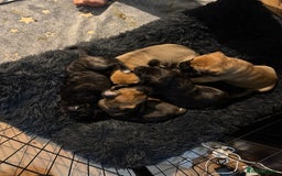 Mixed Breed dogs for sale: American Staff x Bullmastiff Pups  - Image 13