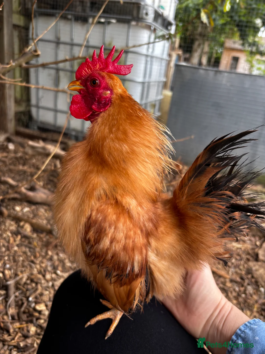 Chickens poultry for sale: Serama Silkie Cockerels - Advert 4