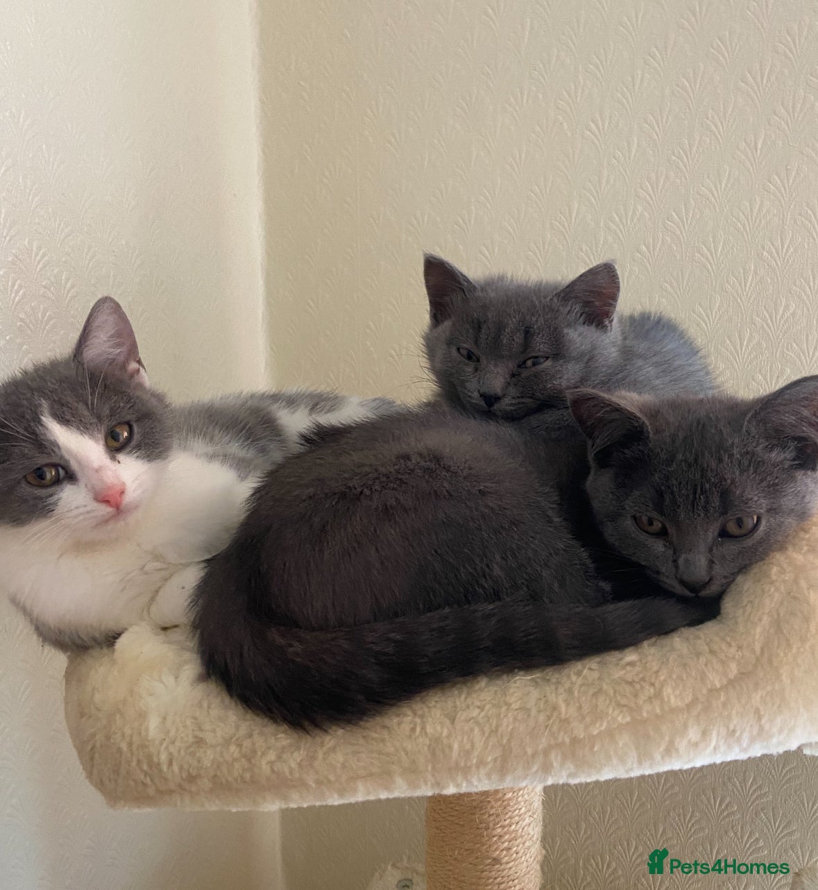 Scottish Fold cats Kittens for sale - Advert 15