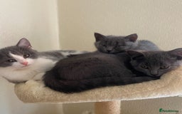 Scottish Fold cats for sale: Kittens for sale - Image 9