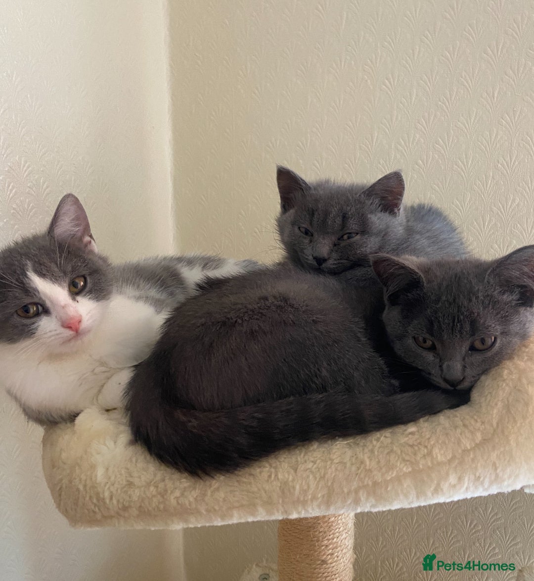 Scottish Fold cats for sale: Kittens for sale - Image 9