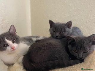 Scottish Fold cats - Advert 13