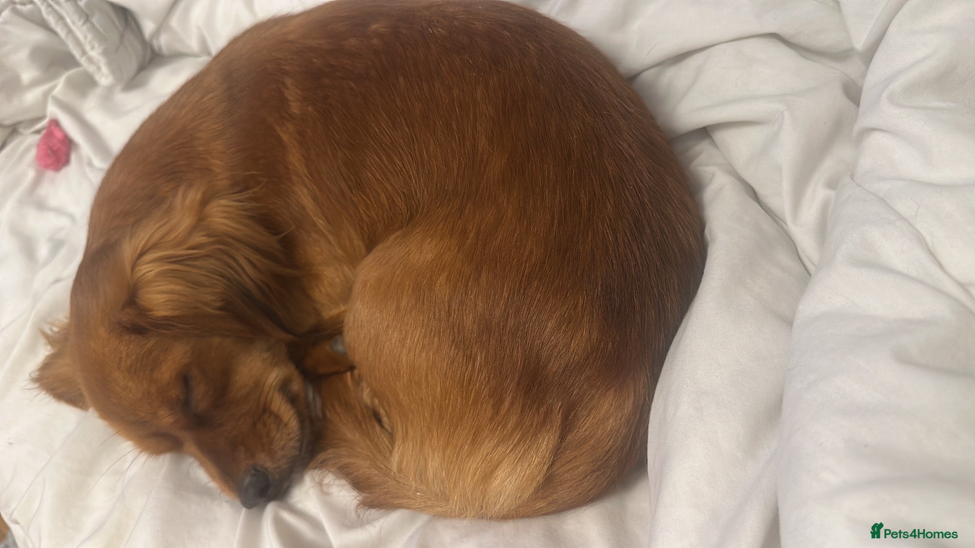 Mixed Breed dogs Rehoming through no fault of her  own  - Advert 1