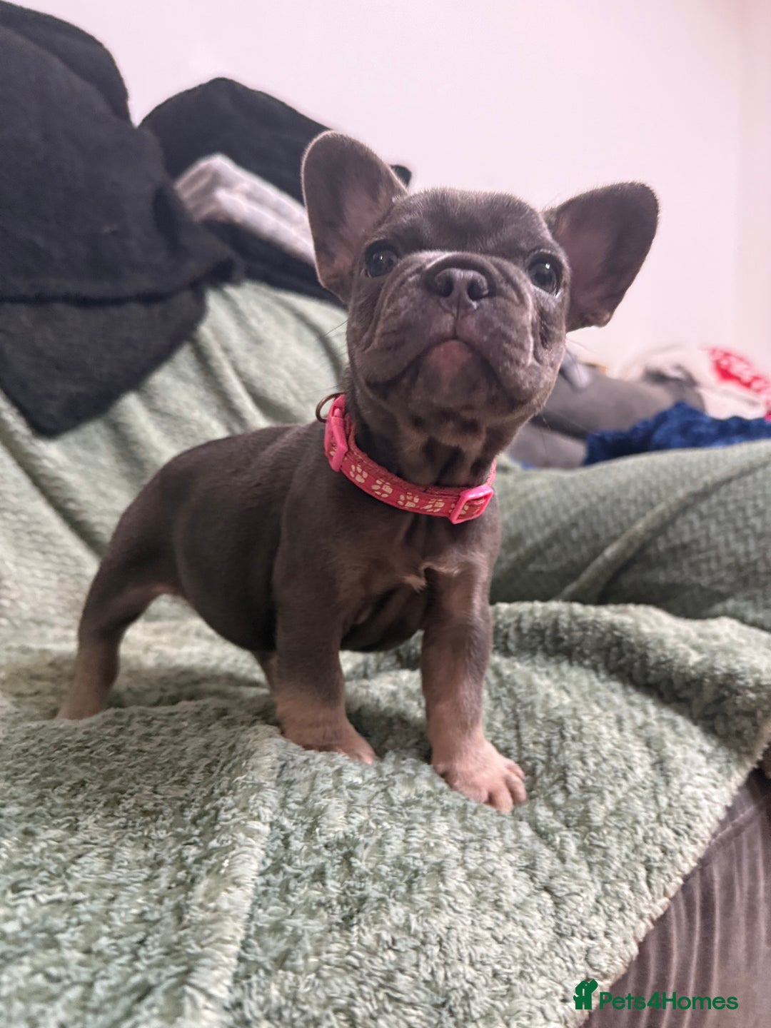French Bulldog dogs for sale: One girl left.French Bulldog puppies 🐶❤️ KC reg - Advert 10