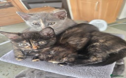 British Shorthair cats for sale: British shorthair kittens available 5 girls left  - Image 6
