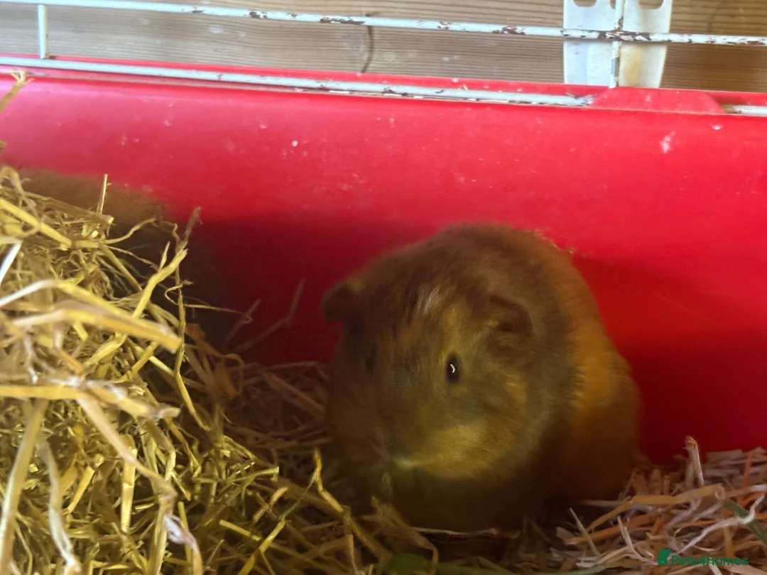 Guinea Pig rodents for sale: Mixed boys and girls  - Advert 5
