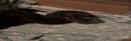 Mixed Breed cats for sale: Kittens for sale - Advert 8