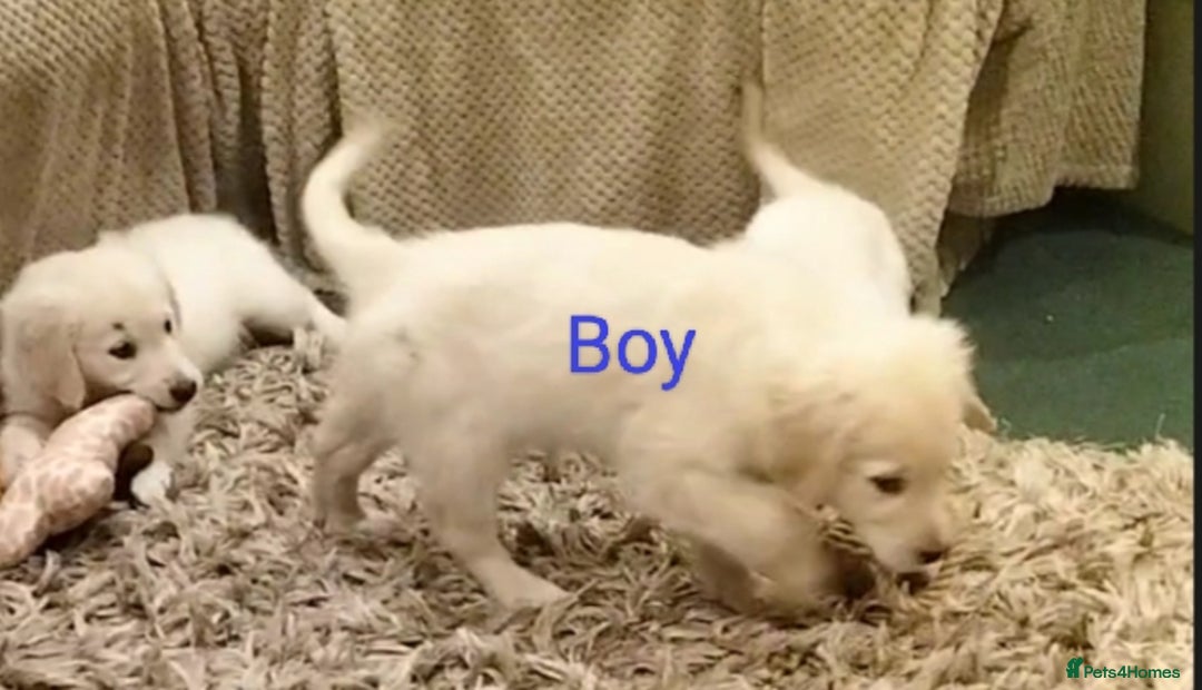Golden Retriever dogs for sale: GOLDEN RETRIEVER PUPS - Advert 22